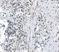 Anti-SAMHD1 Antibody Picoband™ (monoclonal, 3B9)